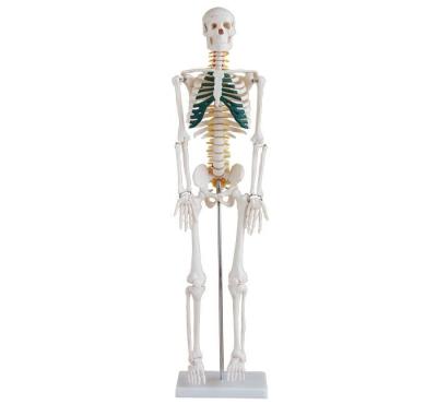 China Medical School YA/L012A Human Skeleton With Spinal Nerves 85cm Tall for sale