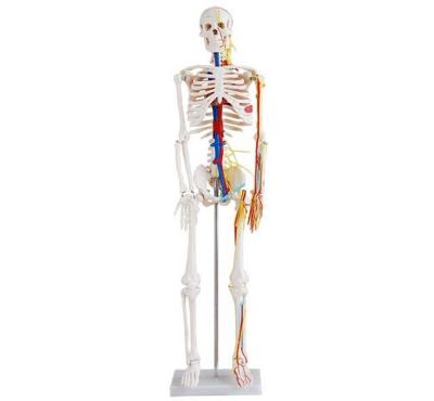 China Hot Selling Medical College YA/L012B 85cm Tall Human Skeleton With Heart And Blood Vessels For Education for sale