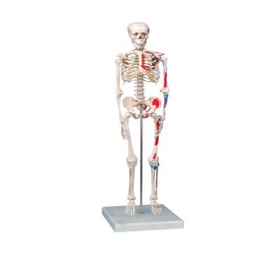 China YA/L012C 85cm Medical School Human Skeleton Model with Hand Painted Muscles for Education for sale