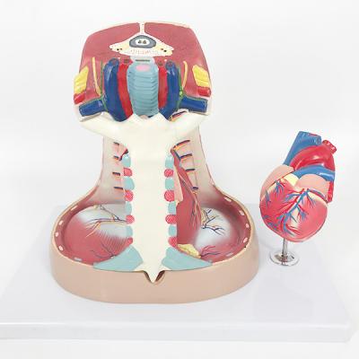 China Medical school teaching life size YA/H014 human mediastinum model for medical school for sale