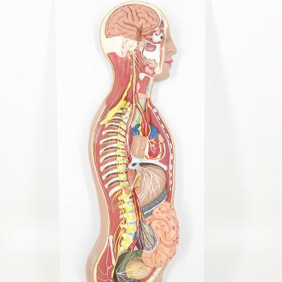 China Medical School Teaching YA/H025 Human Benevolent Nerves System Model For School for sale