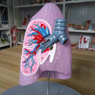 China Medical School Bilological Factory Price Anatomy Lab Equipment Human Right Lung with Bronchus Model for Anatomy Medical Teaching for sale