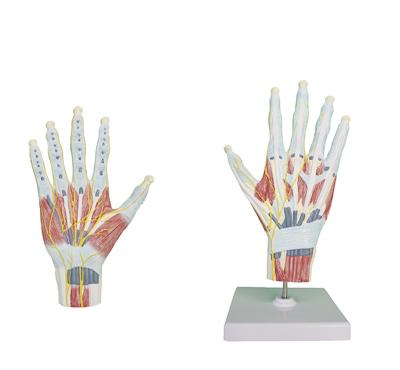 China Medical School Teaching YA/H015B Hand Anatomy Structure Model for sale