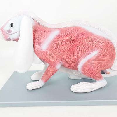 China YA/B031 Medical School Rabbit Anatomy Life Size Model For Education for sale