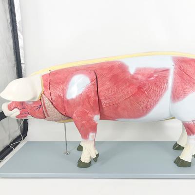 China Medical School Size YA/B029 Natural Pig Anatomical Model For Education for sale