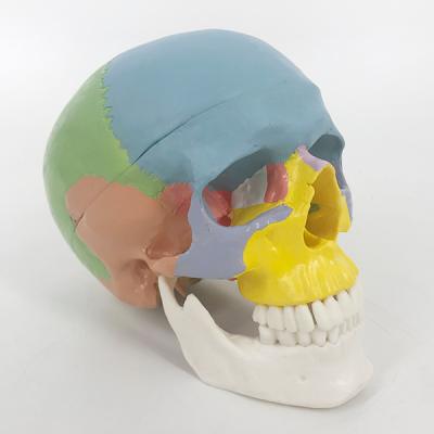 China YA/L021F PVC Life Size Human Colorful Skull For Medical Education for sale