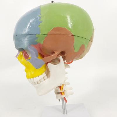 China YA/L027A Teaching Model Colored Human Skull With Cervical Spines for sale