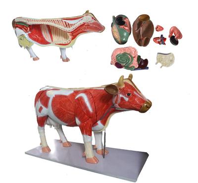 China Cow Durable Plastic Anatomy Medical Model for sale