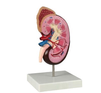 China Durable human plastic kidney anatomical model for sale