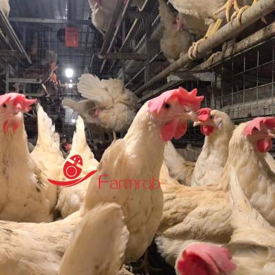 China Large Space Big Cage Free System 3 Tiers - 6 Tiers For Chicken Farm for sale