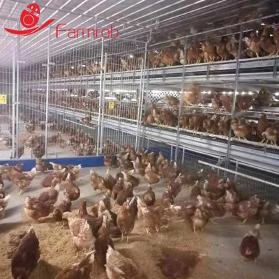 China Sistema libre de jaulas de bienestar de 3 niveles Maximización del espacio disponible para las gallinas ponedoras en venta