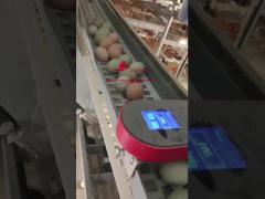 Intelligent Egg Counter