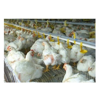 China Automatic Drinkers and Feeders for Chickens Nipple Drinking Line Chicken Water Drinker Cups in China for sale