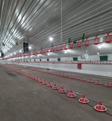 China automatic feed line for poultry animal feed line automatic feed line for poultry for sale