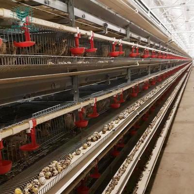 China Farms Philippines Design Galvanized Automatic Quail Layer Cage System Farm Equipment for sale