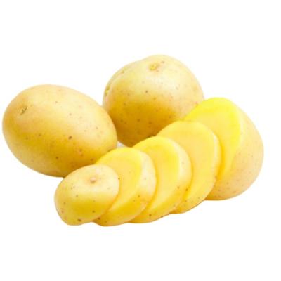 China Fresh high quality bulk fresh potato with low price for sale