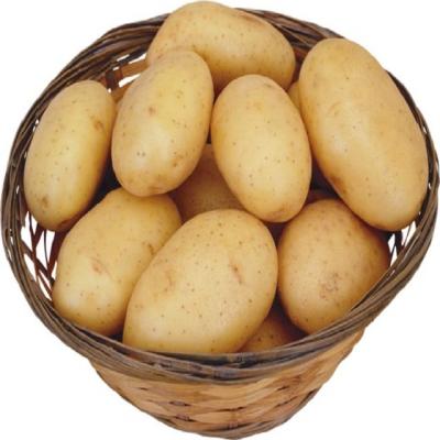 China New 2020 China Gansu Fresh Potato Natural High Quality Organic Fresh Potato for sale