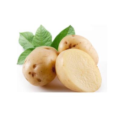 China Fresh new crop natural fresh potatoes for sale