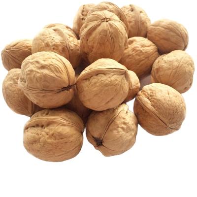 China Healthy Top Quality Chinese Gansu Walnuts In Shell for sale