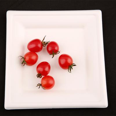 China Disposable Eco-Friendly Degradable Bagasse 8 Inch White Square Dinner Dish for sale