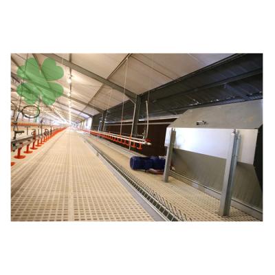 China Farms Poultry Feeder Automatic Chain Feeding System For Broiler And Breeder Hens for sale