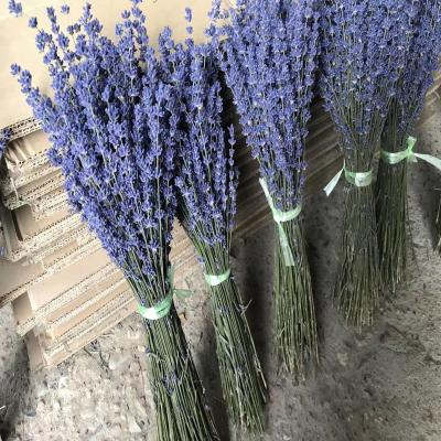 China Wedding & Home Flower Arrangements Customized Wholesale Dried Real Lavender Flower Bouquet Hot Sale Real Purple Dried Lavender For Decoration Bundles for sale