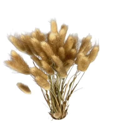 China Yunnan home factory wholesale decoration shop decoration gift box Amazon hot selling 60 pieces per group natural dry lagurus ovatus lagurus rabbit tails real for sale