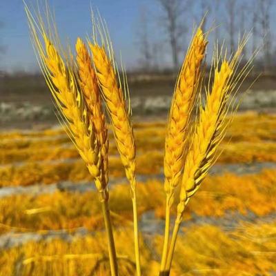 China Decoration of living room dining room or study room good quality home decoration dried natural dried bouquet wheat barley beautiful for flower arrangement for sale