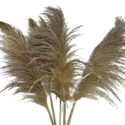 China Wedding Wholesale Male Flower Arrangements 40 To 55 Inches Plant Boho Decor Large Size Natural Dry Pampas Grass For Wedding Home Decoration for sale