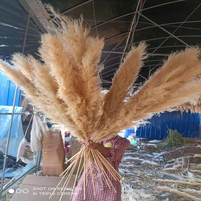 China Wedding Decor Hot Selling Boho Flower Arrangements Wedding Large Dried Fluffy Large Reed Flower Natural Pampas Grass Dried Wholesale Beige Gray White 120cm for sale