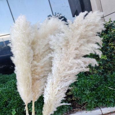 China Natural Hot Sale Tall Pampas Grass Beautiful Tall Pampas Grass Dried Natural Fluffy Pampas Grass For Wedding Flower Wall Christmas Day Decorations for sale