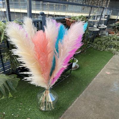 China Natural pampas grass wholesale 100 pampas plant--pampas grass white black pampas grass popular wedding 140 cm real natural rose decor for flower arrangements for sale