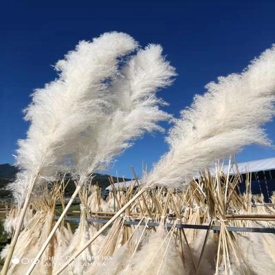 China Wedding Home Decoration Dried Flowers And Plants Pampas Grass 150cm Length 120cm Tall Pampas Grass White Dipped Fluffy Grass 6ft 4 Feet for sale