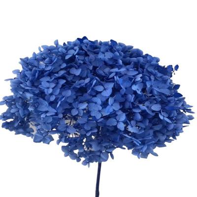 China Wedding Flower Arrangements Wholesale Hot Preserved Flowers Decorative Natural Immortal Hydrangea Eternal Preserved Hydrangea For Party Wedding for sale