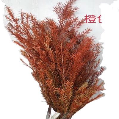 China home & Wedding Flower Arrangements Factory Wholesale Decoration Dried Beautiful Floral Bouquet Myrtle Green Red Preserved Flower Melaleuca Bracteata for sale