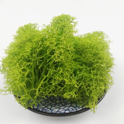 China High Quality Natural Eternal Soft Home Wedding Party Shop Decoration And Fresh Preserved Moss Background Home Wedding Decoration Stabilized Moss For Wall for sale