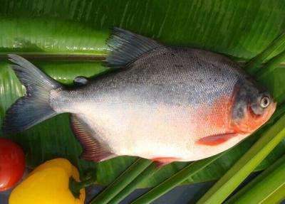 China FROZEN RED PACU /POMFRET WHOLE ROUND (COLOSSOMA BRACHYPOMUM) for sale