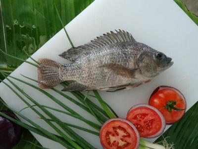 China Frozen Tilapia Gs for sale