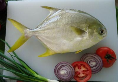 China FROZEN GOLDEN POMFRET WHOLE ROUND (COLOSSOMA BRACHYPOMUM) for sale