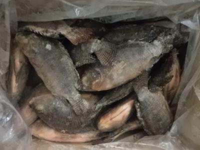 China Hotsale Whole Iced GS Tilapia for sale