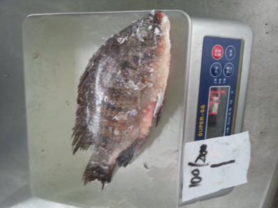 China Top quality frozen Tilapia fish of frozen fish for sale