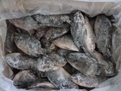 China hot sell tilapia fish for sale