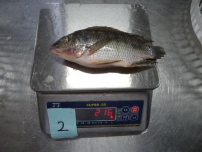 China Best Fresh Frozen Tilapia Wholesale for sale