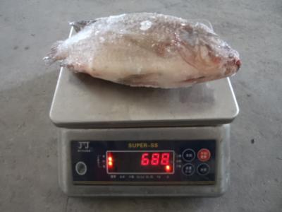 China wholesale frozen fish frozen tilapia frozen gutted and scaled tilapia for sale