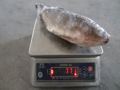 China Oreochromis Niloticus Tilapia Whole Fish Tilapia GS for sale