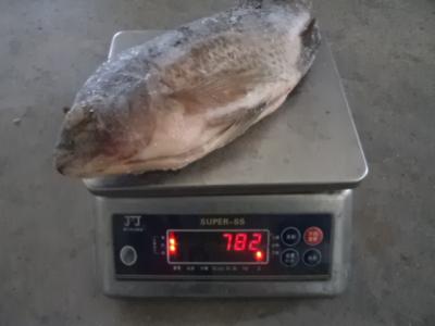 China Fresh Good Quality Gutted and Scaled Tilapia for sale