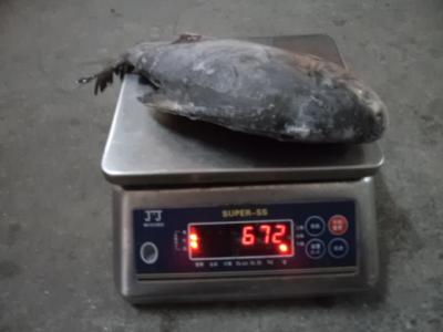 China FROZEN RED POMFRET WHOLE ROUND Size 500-800G for sale