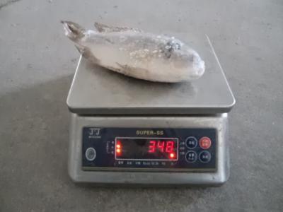 China Frozen Tilapia Whole Round Grade A size 300-500 for sale