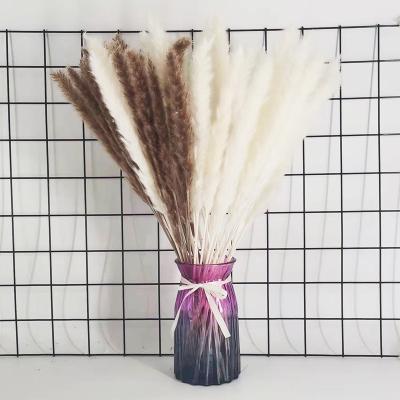 China Decoration & Gift Top Selling High Quality Natural Preserved Pampas Grass Small Fluffy Stems for sale