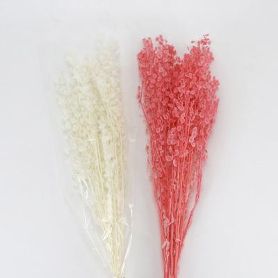 China Natural Fresh Flower Fashionable Festivals Gift Preserved Dry Flowers Cui Fan For Christmas Decoration Pink And White Flower Flowers for sale